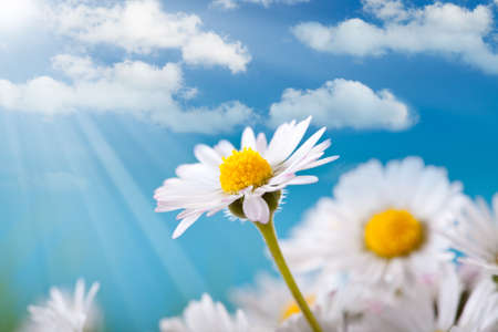Spring flowers - daisy on blue sky backgroundの写真素材