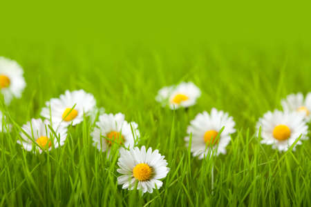 Field of daisyの写真素材