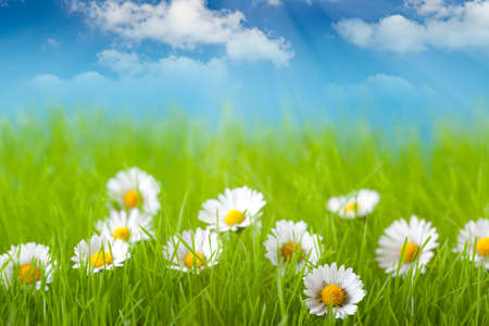 Field of daisy and blue sky on backgroundの写真素材