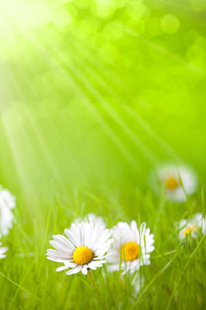 Summer flowers - daisy on green backgroundの写真素材