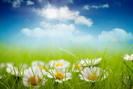 Summer background - field of daisy and blue skyの写真素材