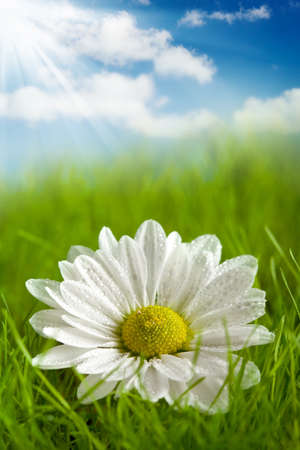 Beautiful flower on summer fieldの写真素材