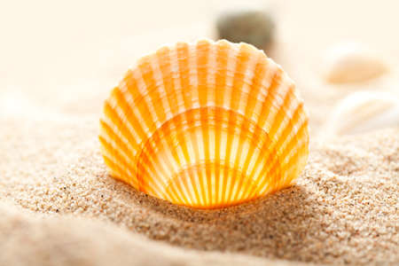 Sea shellの写真素材