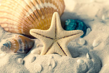 Seashells and starfish on sandの写真素材
