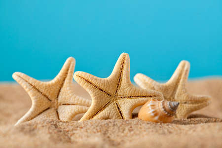 Starfish on beachの写真素材
