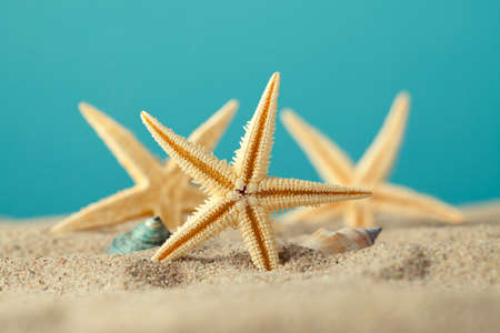 Starfish and seashell on beach