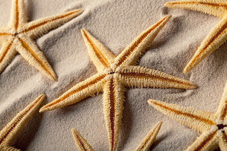 Starfish on sand
