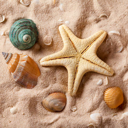 Seashells and starfish on sand