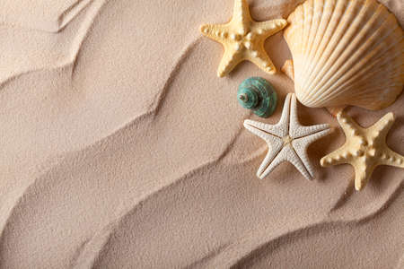 Summer background - shells on sand