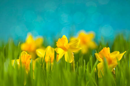 Daffodils on the meadowの写真素材