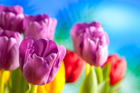 Colorful tulips on blue backgroundの写真素材