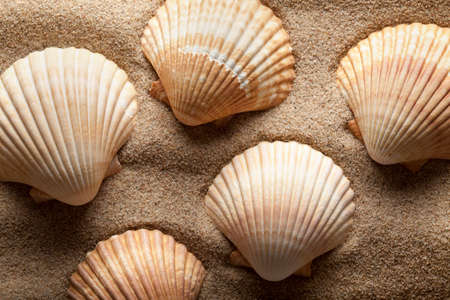 Shells on the beach