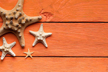 Shell on wooden background