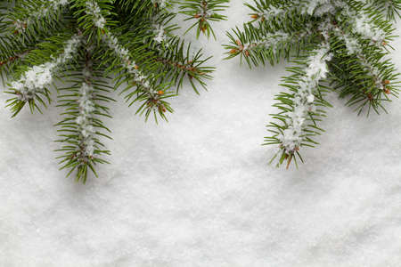 Spruce branches on snow backgroundの写真素材