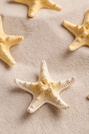 Starfish on beach sandの写真素材