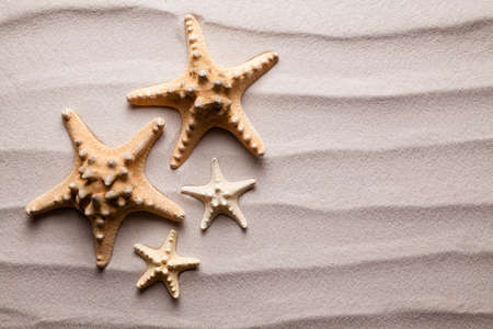 Starfish on beach sand