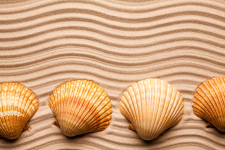 Shells on beach sandの写真素材