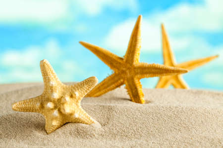 Starfish on beach sand and blue sky backgroundの写真素材
