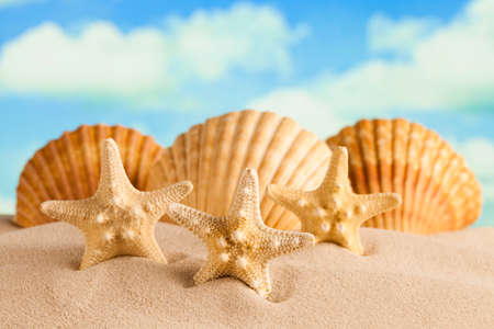 Starfishes and shells on beach sandの写真素材