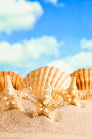 Starfishes and shells on beach sandの写真素材
