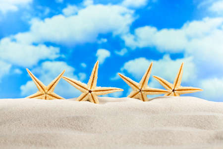 Four starfish on the beachの写真素材