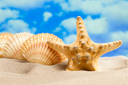 Shells and starfish on the beachの写真素材
