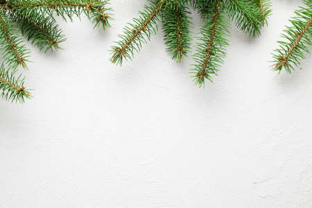 Spruce tree on white plastered wallの写真素材