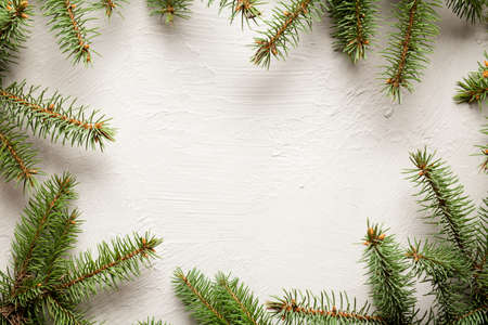 Spruce tree on white uneven surfaceの写真素材