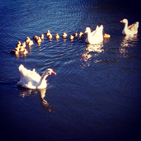 Cute family of ducks in a blue lakeの素材