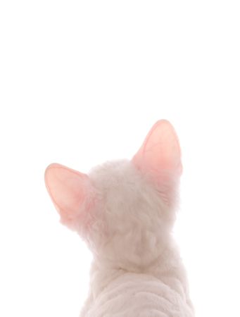 White Kitten Looking at You Image or Text の写真素材