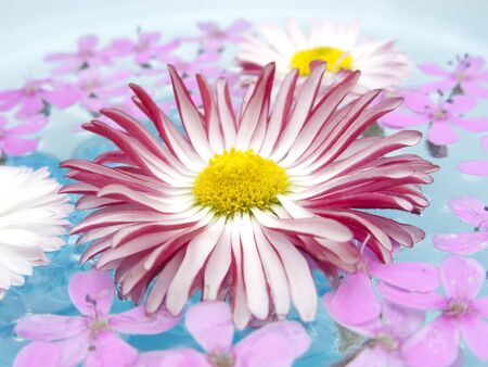 Floating Summer Flowersの写真素材