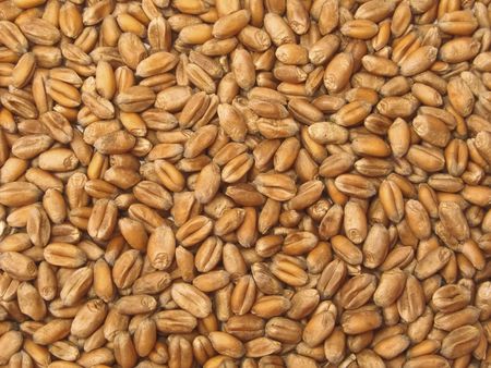 Wheat Groatsの写真素材