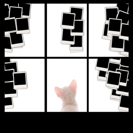 Set of Blank Photos and Cute Kitten