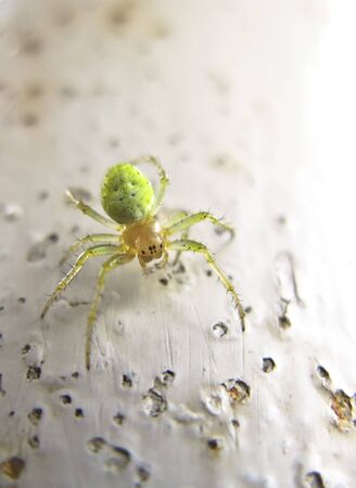 Six-Eyed Green Spiderの写真素材