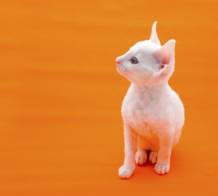 Cute White Kittenの写真素材