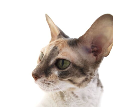 Curious Cornish Rex Cat