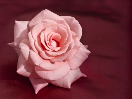 Pink Rose on Silkの写真素材