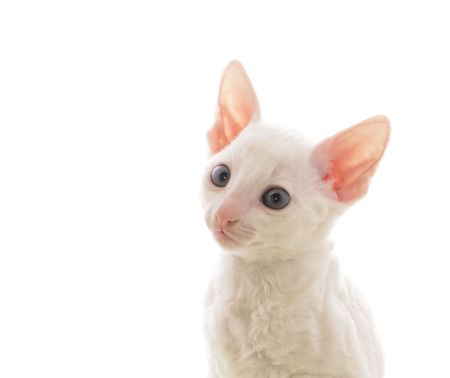 Cute White Cornish Rex Kitten