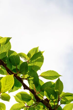 Actinidia Twigs on Sky Backgroundの写真素材