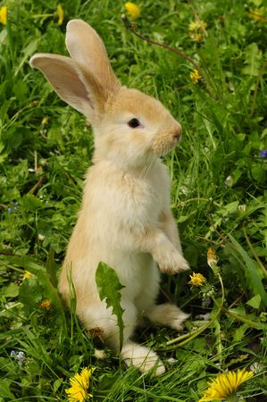 Cute Rabbit Standing on Hind Legsの写真素材