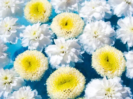 Beautiful Flowers on Water