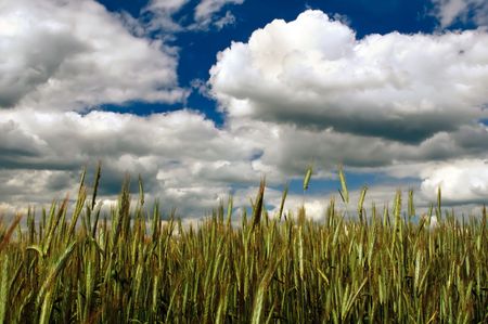 Rye Field Under Cloudy Skyの写真素材
