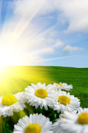 Sunlit Daisiesの写真素材