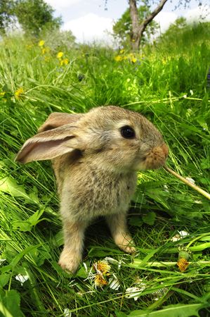 Cute Gray Rabbit Eating Dandelion