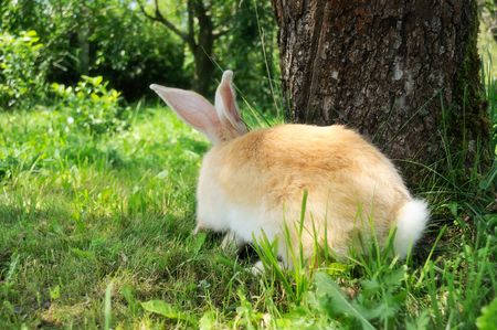Rabbit Hiding Behind Treeの写真素材