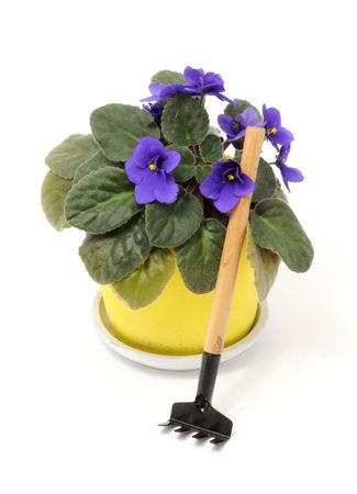  Beautiful Violet Flower in Pot with Rake Isolated on Whiteの写真素材