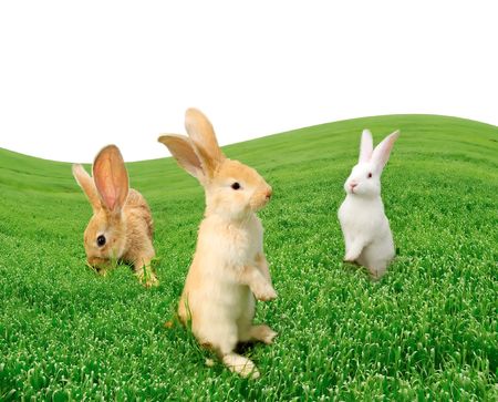 Cute Rabbits in the Fieldの写真素材