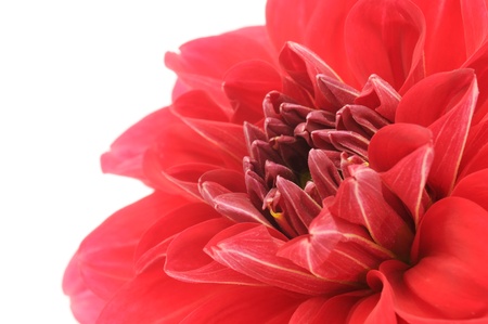 Red Dahlia Closeup on White Background with Copy Spaceの写真素材