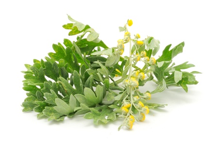 Wormwood Isolated on White Backgroundの写真素材