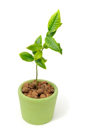 Little Lemon Tree in Pot Isolated on White Backgroundの写真素材